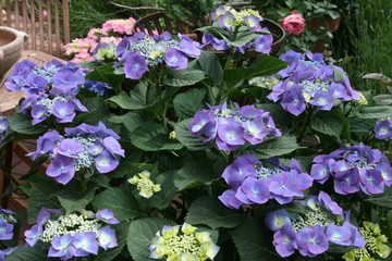 Tellerhortensei blau