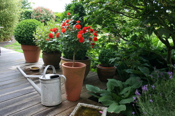 roter Rosenstamm auf der Terrasse
