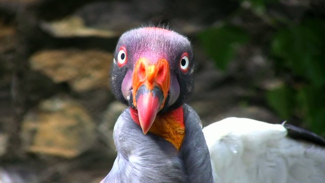 vautour pape