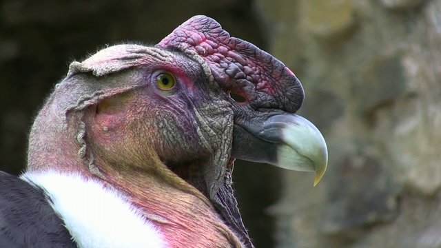 condor des Andes