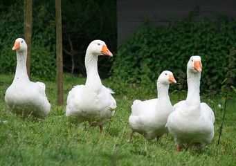 Gänse