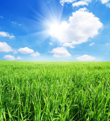 Obraz premium green grass and sun sky