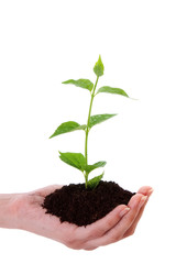 Growing green plant in a hand isolated on white background