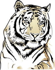 tiger