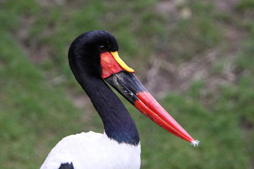 Sattelstorch