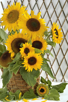 Sonnenblumen