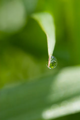 Morning Dew - Portrait