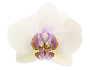 Fototapeta na wymiar kwiat orchidei