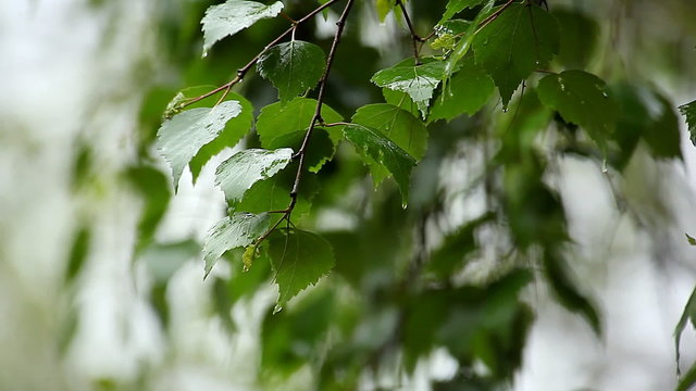wet  fresh foliage