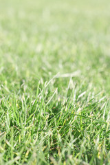 Grass