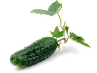 gurke