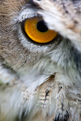 Obraz premium owl eye closeup stare watching