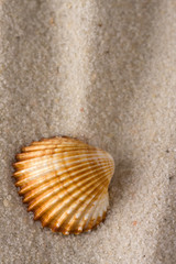 shell in sand