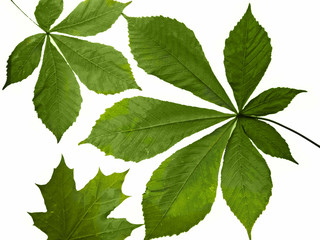 isolated  leaf of tree