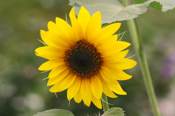 Fototapeta premium Sonnenblume