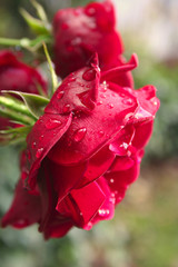 Obraz premium Rote Rosen mit Wassertropfen