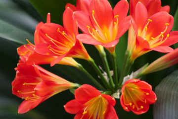 Komposition Rot und Gelb - Orchidee