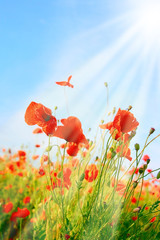 Poppy field background