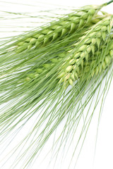 green barley