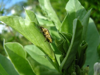 Fototapeta premium Beerenwanze an Puffbohne