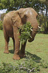 African Elephant eating leafy branches