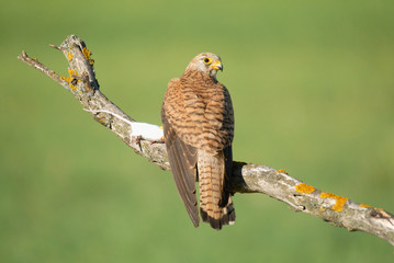 Cernícalo primilla hembra