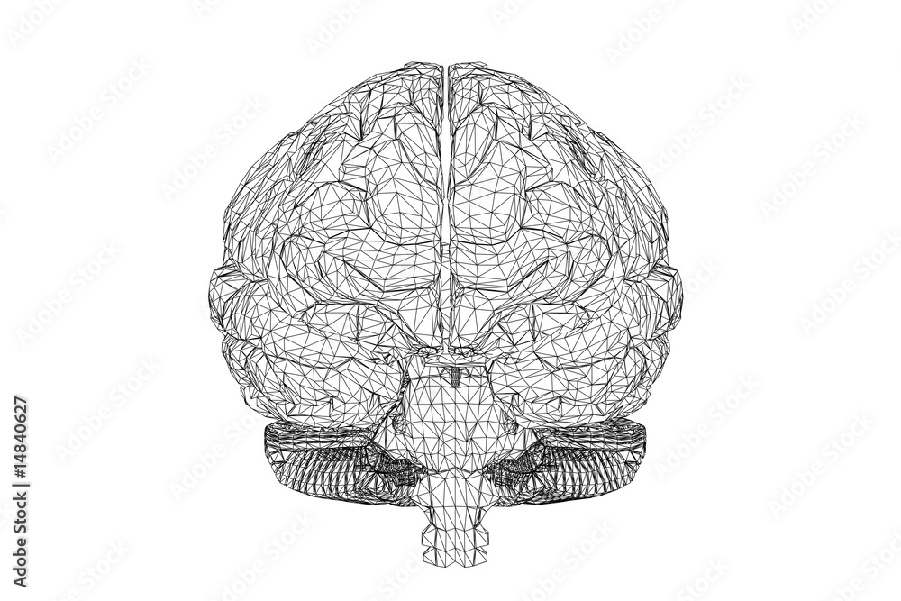 Wall mural 3d view of the human brain