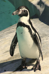 Humboldtpinguin