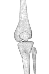 3D illustration of human knee