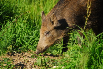 Wildschwein Frischling