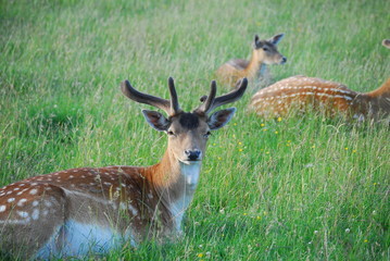 Obraz premium Dammwild