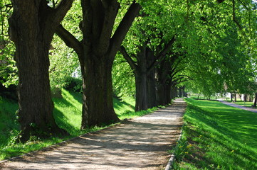 summer tree alley