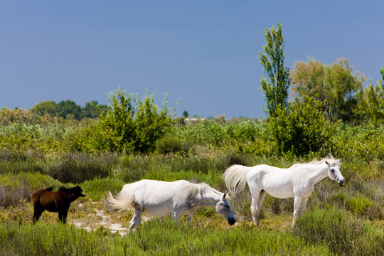 Camargue horses, Parc Regional de Camargue, Provence, France