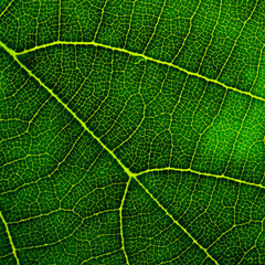 green leaf closeup