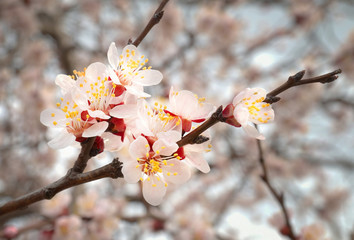 Almond tree pink flowers.