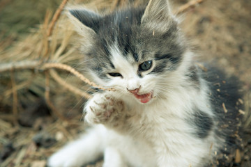 Obraz na płótnie Canvas głodny kotek