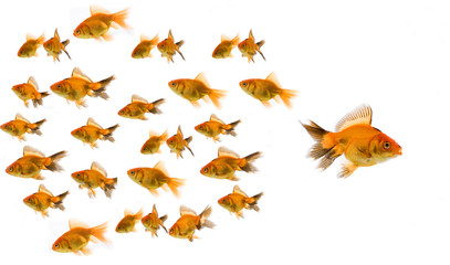 Obraz premium gold fish concept