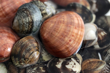 Clams vongole veraci