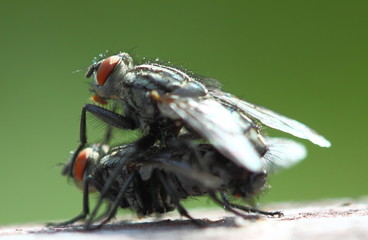 closeup of two mating flies