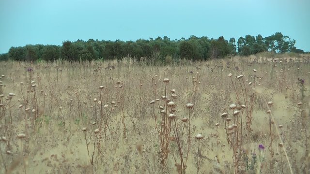Campagna sarda