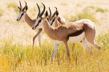 Three young Springbok in the Kalahari desert