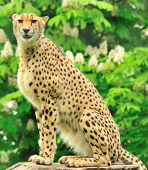 Gepard 3