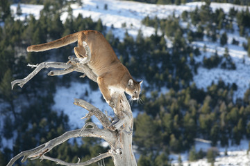 Obraz premium Mountain Lion jumping