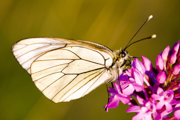 butterfly with flower, Département Aveyron, France