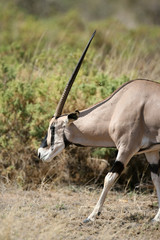 Wild Oryx in habitat