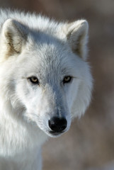 Obraz premium Arctic Wolf Portrait