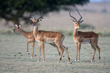 Impalas on Alert for Danger