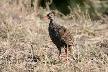 Red Necked Spur Fowl