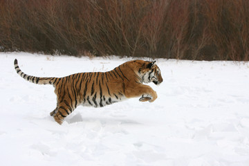 Fototapeta premium Siberian Tiger Running in Snow