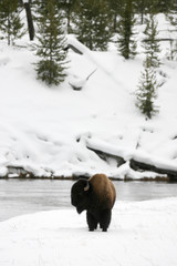 Bison standing near Madison River